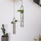 Hanging glass planters with plants on a white wall