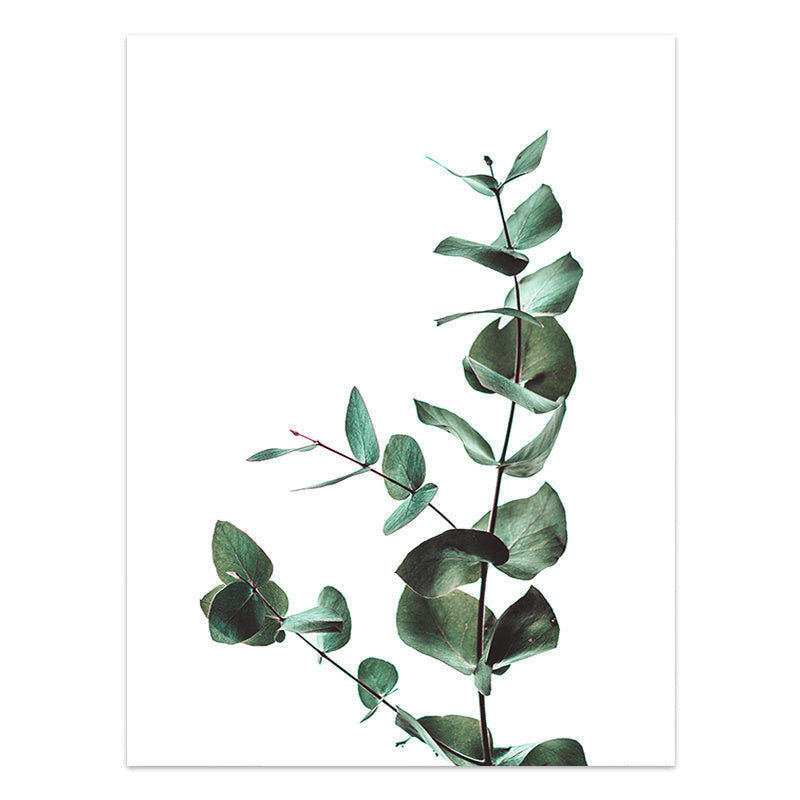 Green eucalyptus leaves on a white background