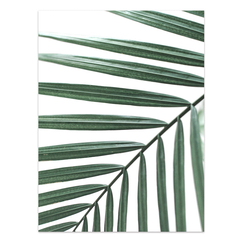 Close-up of green palm leaves on a white background