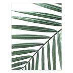 Close-up of green palm leaves on a white background