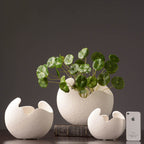 Set of white ceramic egg-shaped vases with a plant on a dark background. Lunara Textured Ceramic Vase Set.