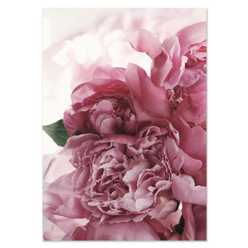 Close-up of pink peonies with a soft focus background