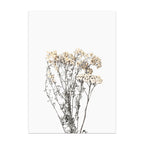 Dried flowers on a white background wallpaper 