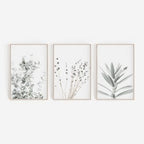 Three framed botanical prints on a white background