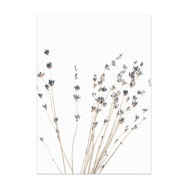 Dried lavender branches on a white background