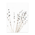 Dried lavender branches on a white background