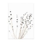 Dried lavender branches on a white background