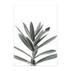 Black and white plant illustration on a white background